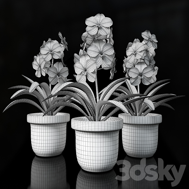 Orchid Vanda 3DSMax File - thumbnail 2