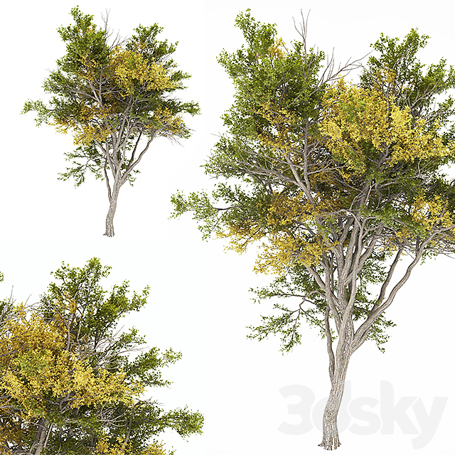 02 Tree autumn 3d