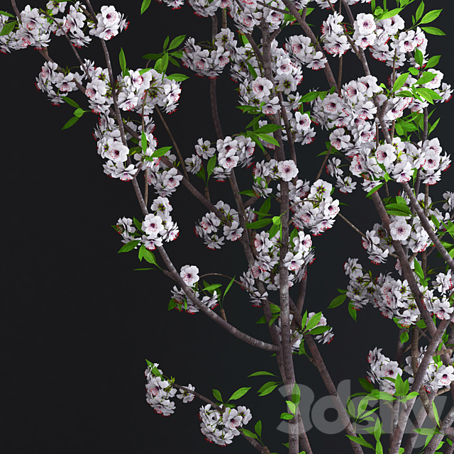 Cherry White Blossom 3DSMax File - thumbnail 2
