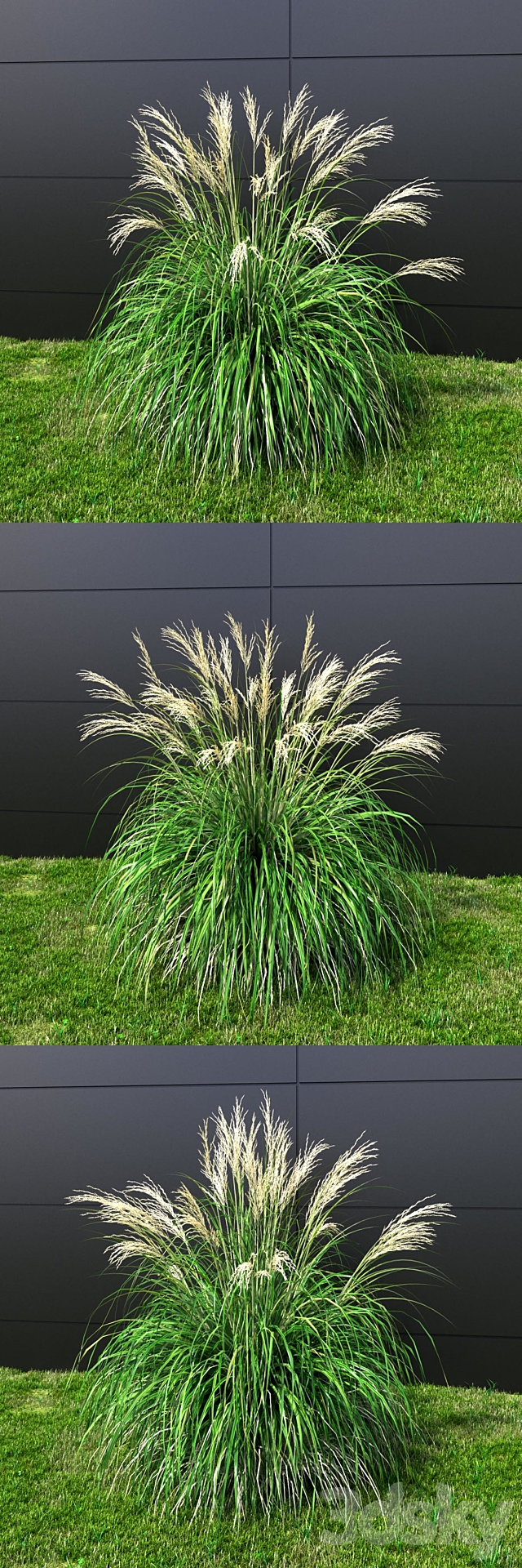 Ornamental grass Miscanthus small 3d