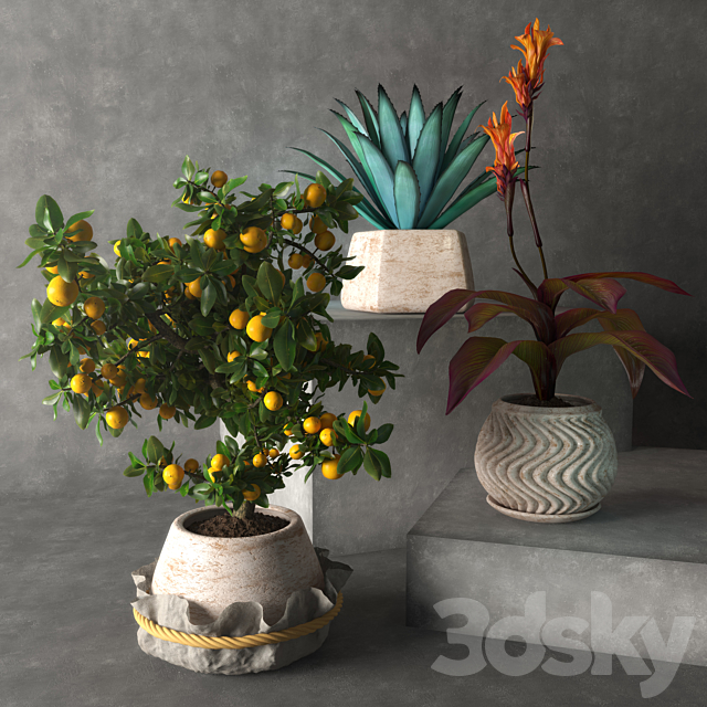 Tropical plants 3DSMax File - thumbnail 1
