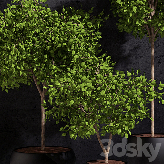 Plants Ficus Benjamin 3d