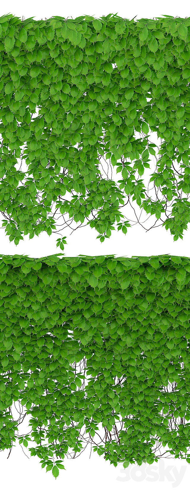 The wall of a girl's grapes. 2 species. v2 3d