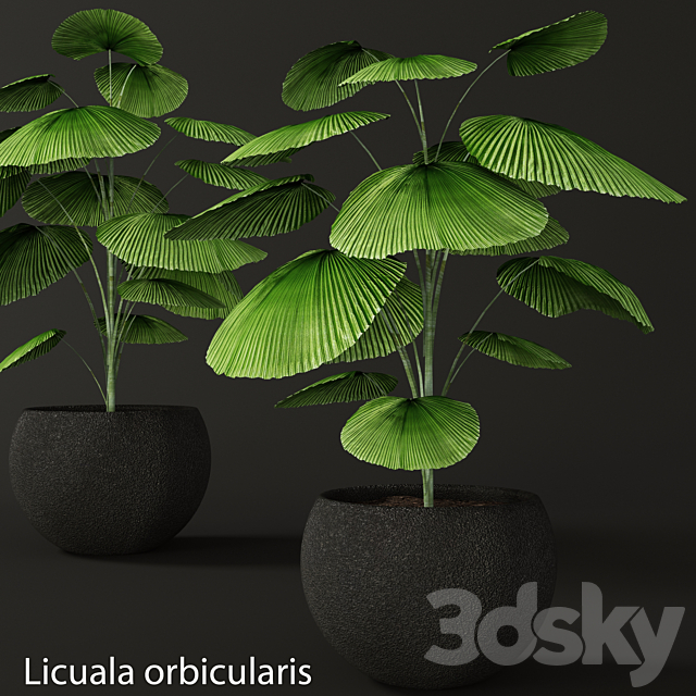 Licuala orbicularis. Likuala. decorative palm tree. pot. flowerpot. office 3DSMax File - thumbnail 1