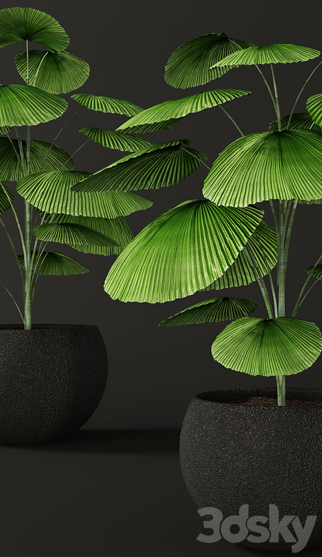 Licuala orbicularis. Likuala. decorative palm tree. pot. flowerpot. office 3DSMax File - thumbnail 2