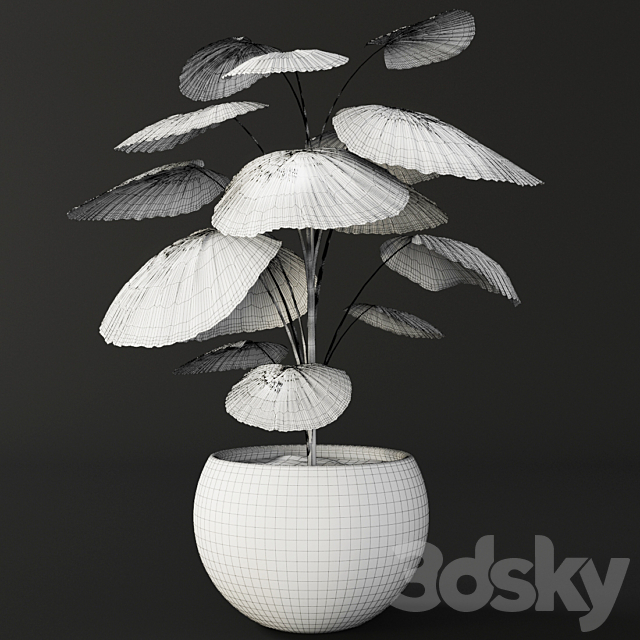 Licuala orbicularis. Likuala. decorative palm tree. pot. flowerpot. office 3DSMax File - thumbnail 3