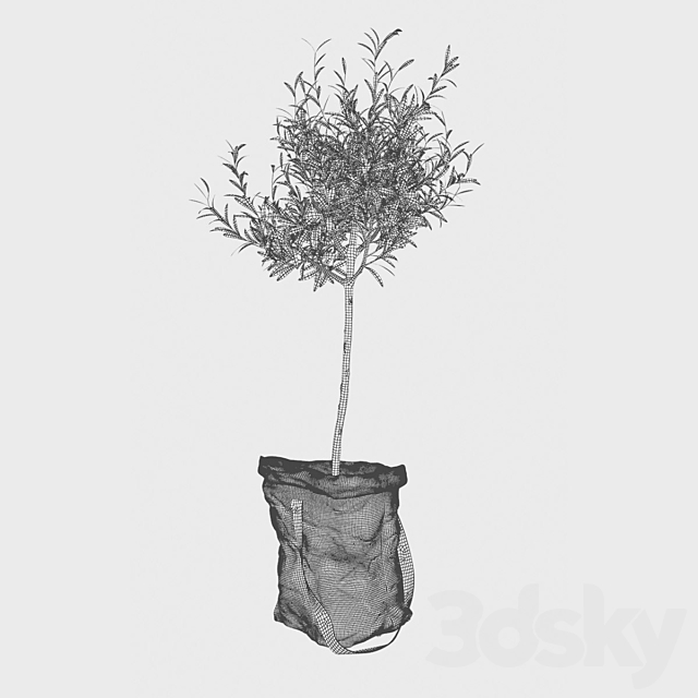 Olive tree in bag 3DSMax File - thumbnail 3
