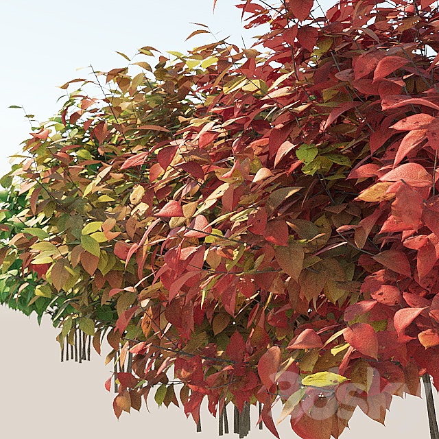Set autumn bushes 3 3d