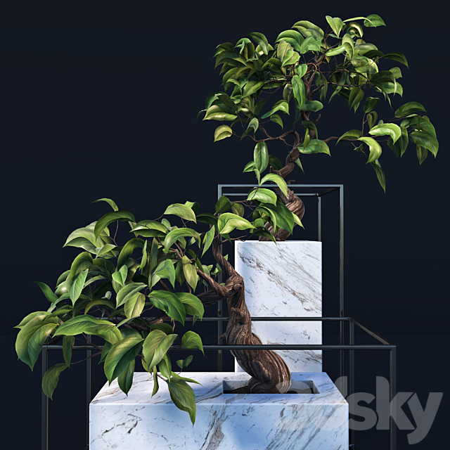 bonsai Tree 3d