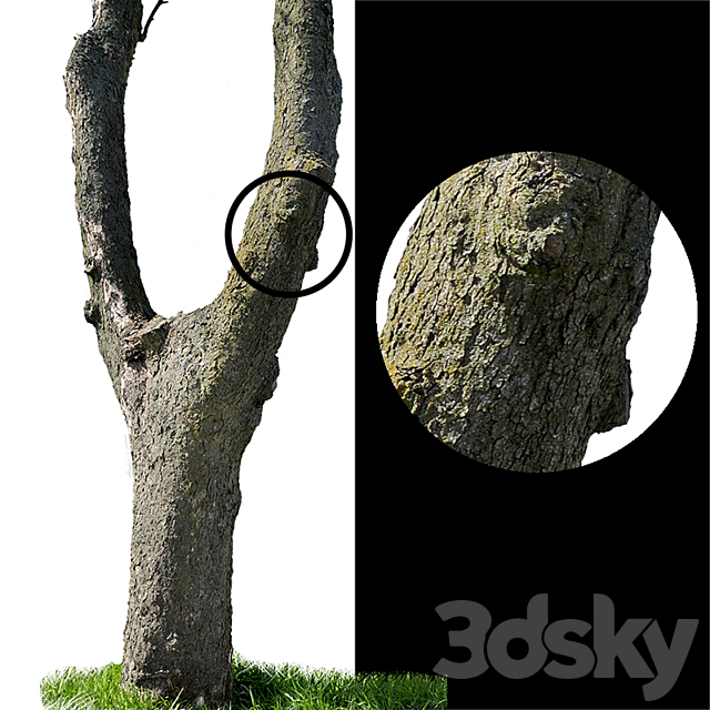 Tree trunks textures Free Download