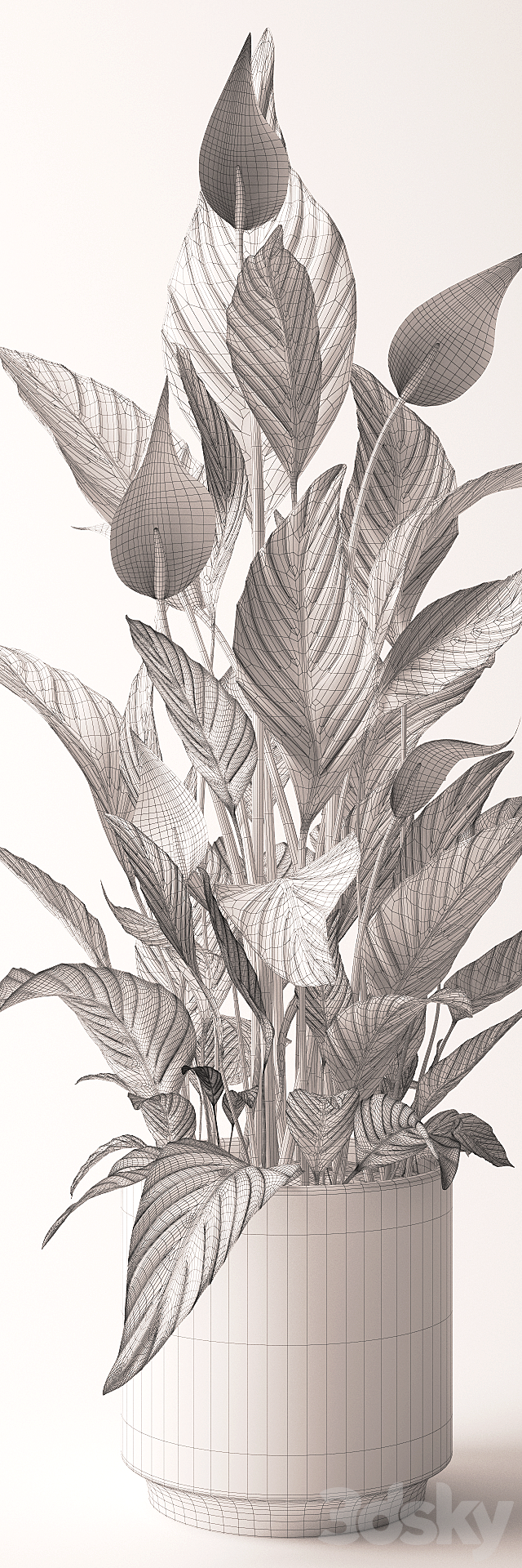 Spathiphyllum plant 3DSMax File - thumbnail 3