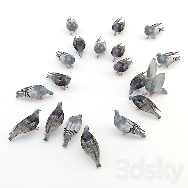 Pigeons 3d