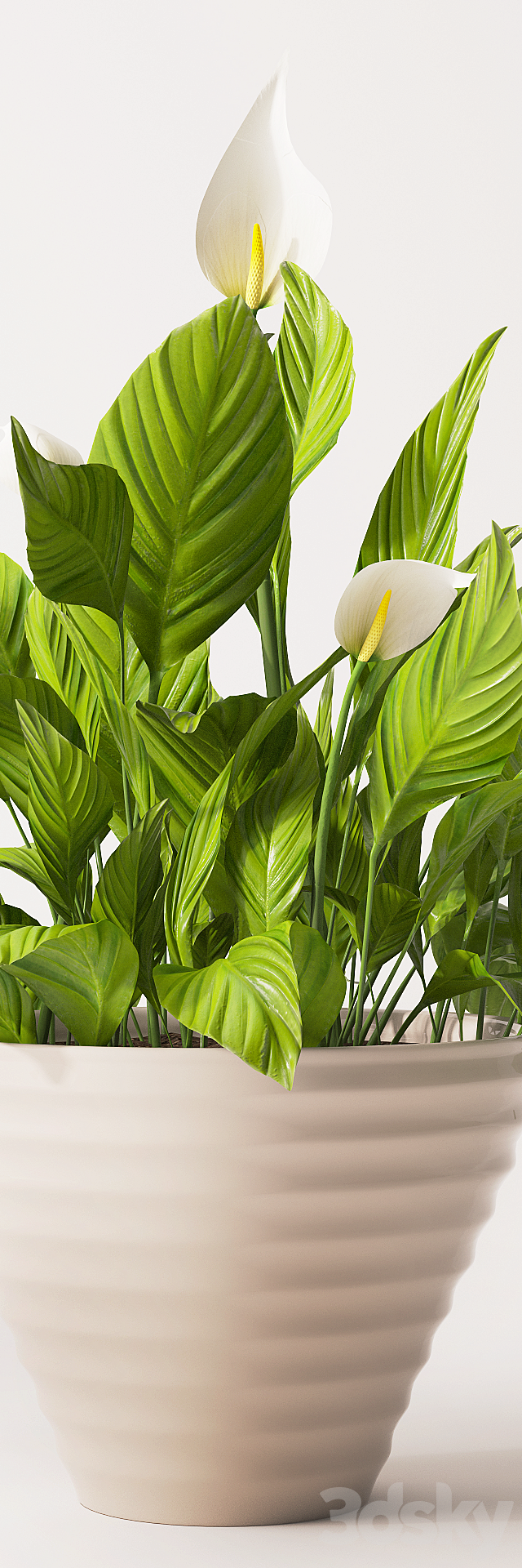 Spathiphyllum plant 2 3DS Max Model - thumbnail 2