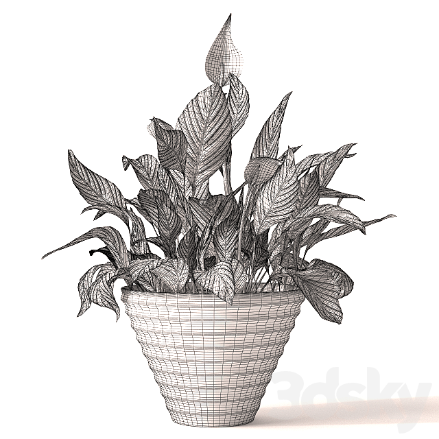 Spathiphyllum plant 2 3DS Max Model - thumbnail 3