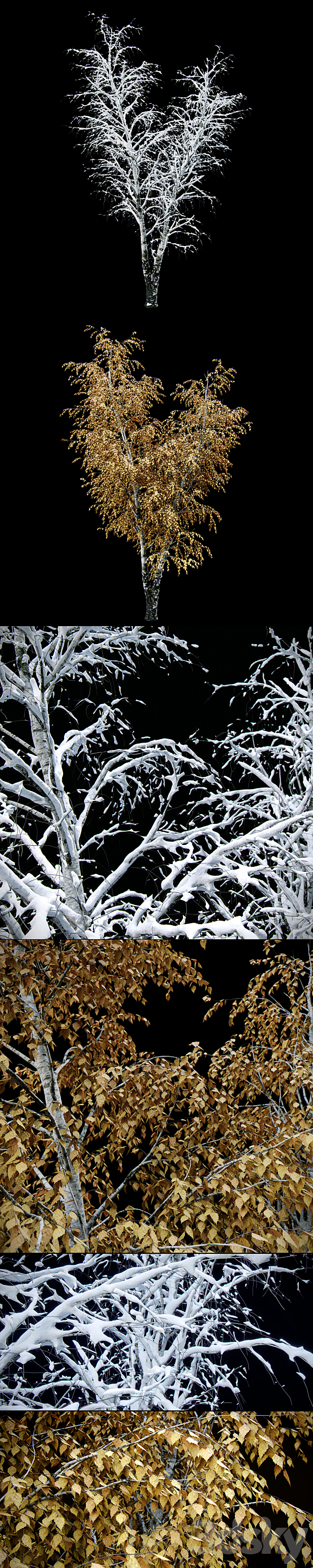 Birch _ summer _ fall _ winter 3DSMax File - thumbnail 3