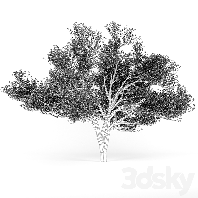 Flowering_Apple_Tree 3d
