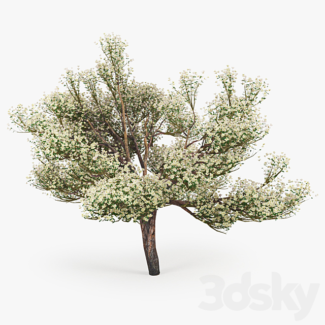 3dsky Free Download