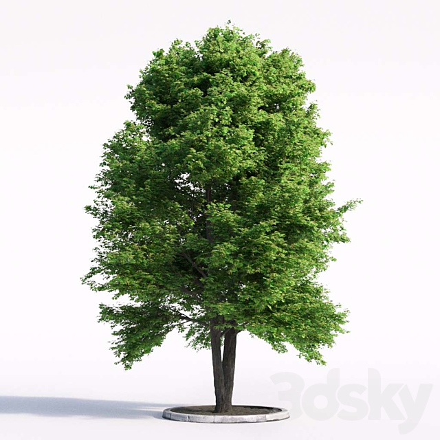 Linden tree Free Download