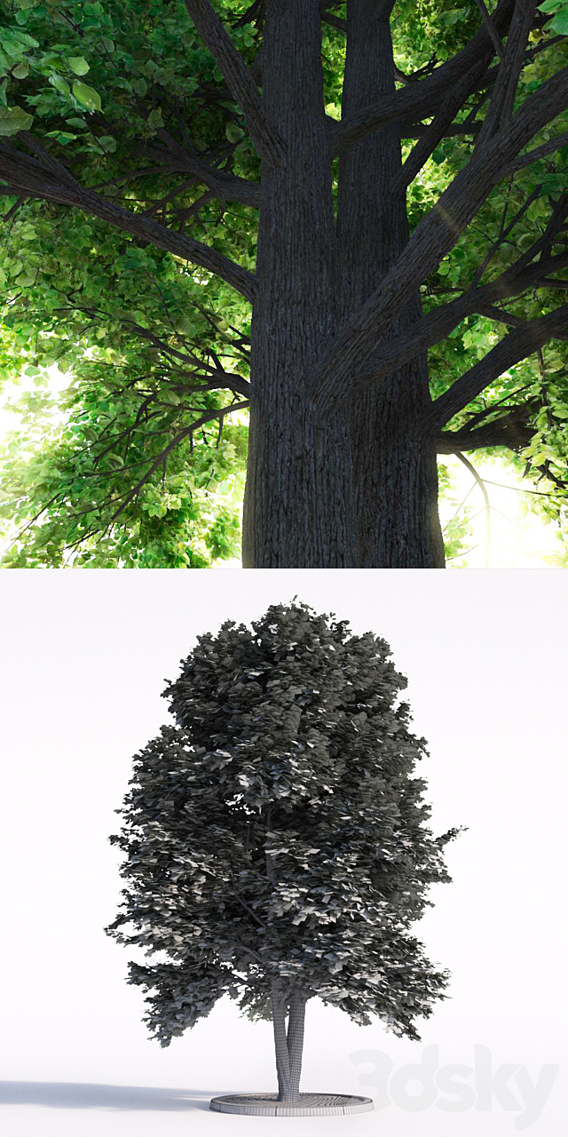 3dsky Free Download