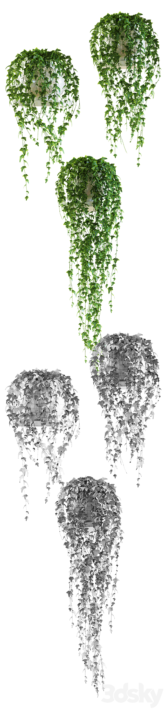 Ivy on a shelf in a pot 3d
