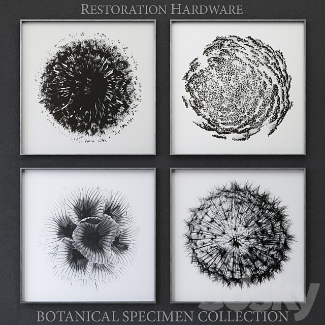 BOTANICAL SPECIMEN COLLECTION Free Download