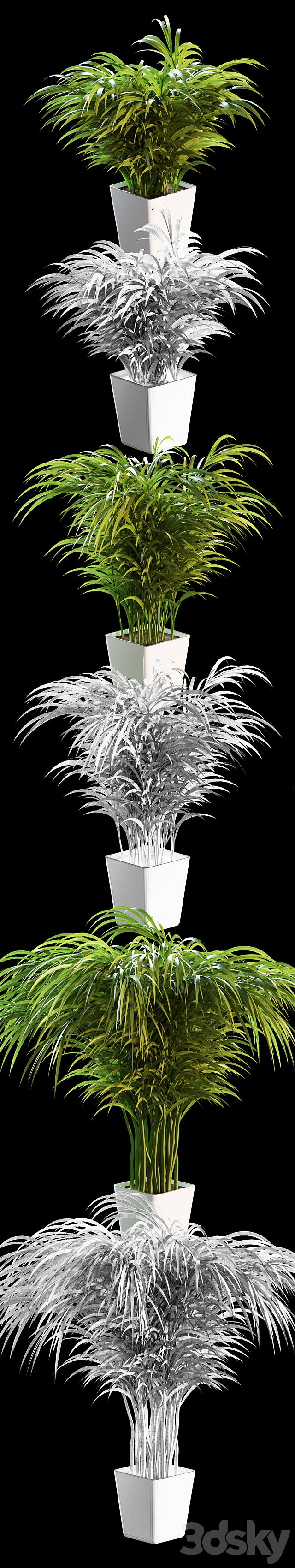 Palm tree in a pot. 3 models 3d