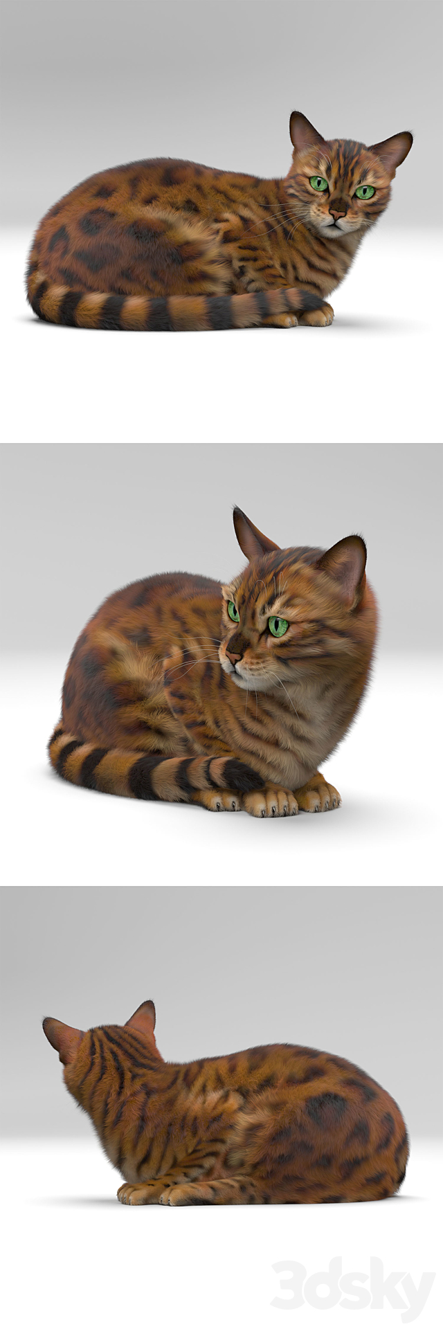 BENGAL CAT 3d