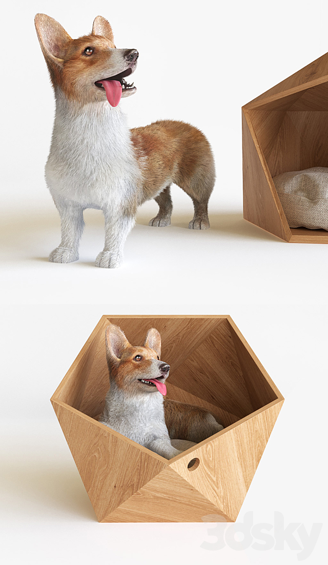 Corgi 3d