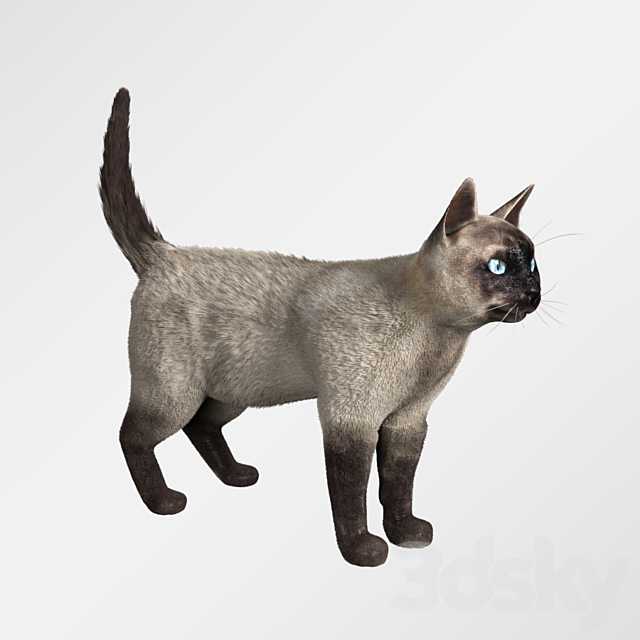 Siamese cat 3d