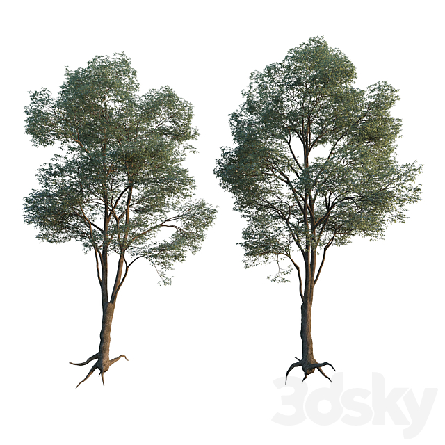 Common Tree model 1 Free Download
