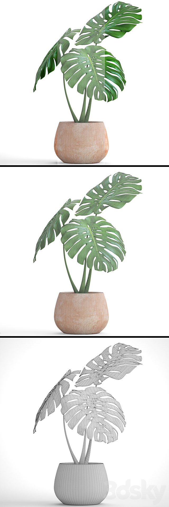 monstera. flower. pot. bush. flowerpot. clay. clinker. decorative. small plants 3DSMax File - thumbnail 3