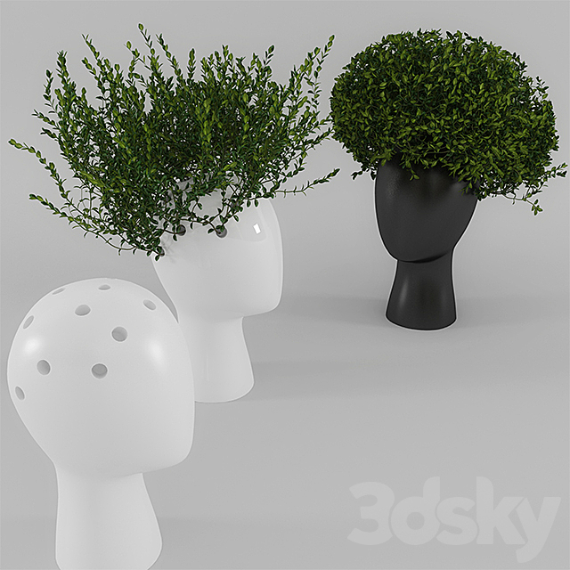 Wig vase with boxwood (part 1) 3DSMax File - thumbnail 2