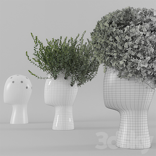 Wig vase with boxwood (part 1) 3DSMax File - thumbnail 3