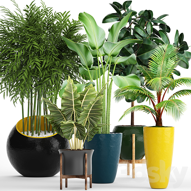 A collection of plants in pots. 63. Ficus. alocasia. tree. coconut tree. bamboo. bushes. round flowerpot. colorful pots 3DSMax File - thumbnail 1