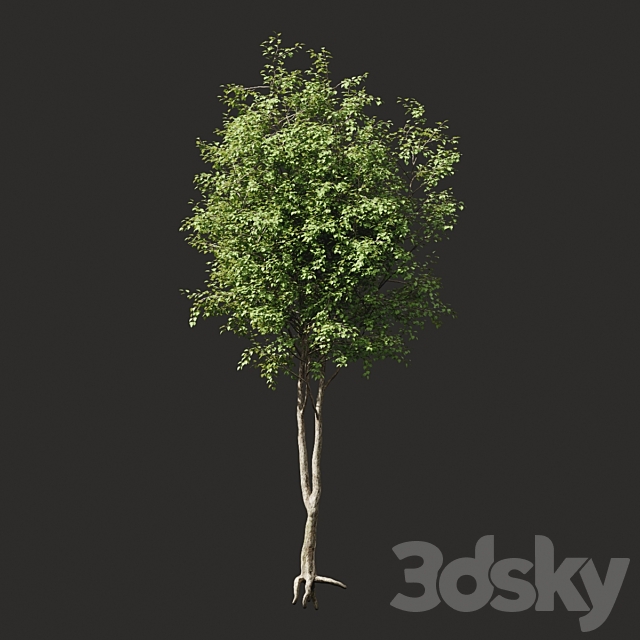 Summer tree # 2 3DSMax File - thumbnail 1