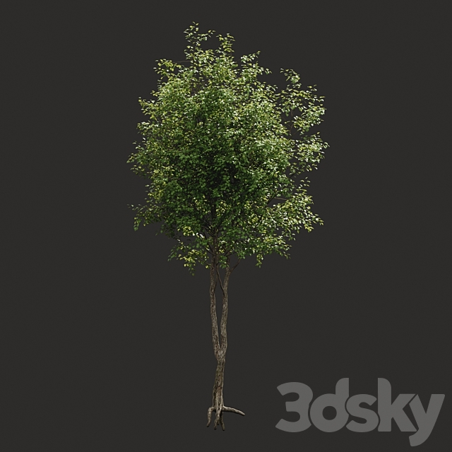 Summer tree # 2 3DSMax File - thumbnail 2