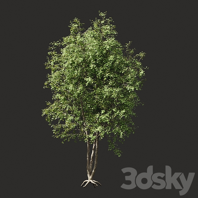 Summer tree # 03 3DSMax File - thumbnail 1