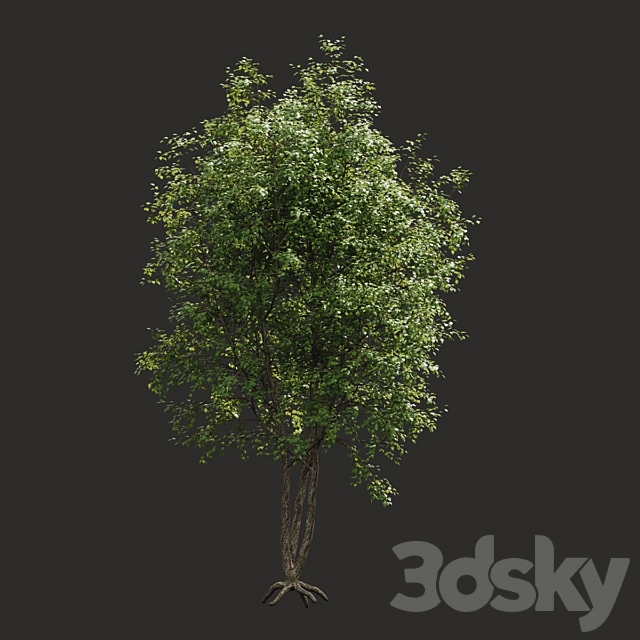 Summer tree # 03 3DSMax File - thumbnail 2
