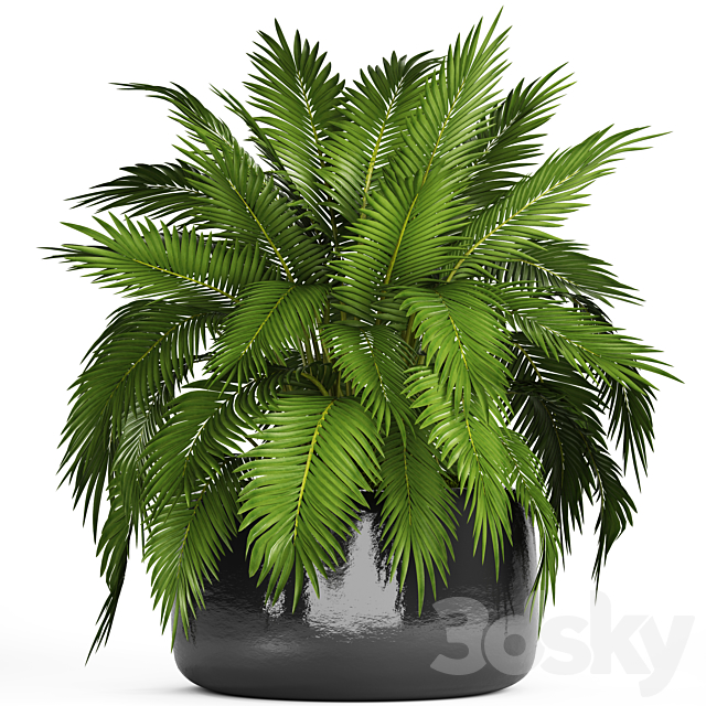 Chamaedorea cataractarum. Hamedorea. bush. palm tree. outdoor pot. flowerpot. leaves. cycas 3DSMax File - thumbnail 1