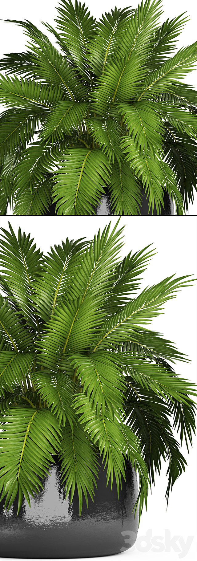 Chamaedorea cataractarum. Hamedorea. bush. palm tree. outdoor pot. flowerpot. leaves. cycas 3DSMax File - thumbnail 2