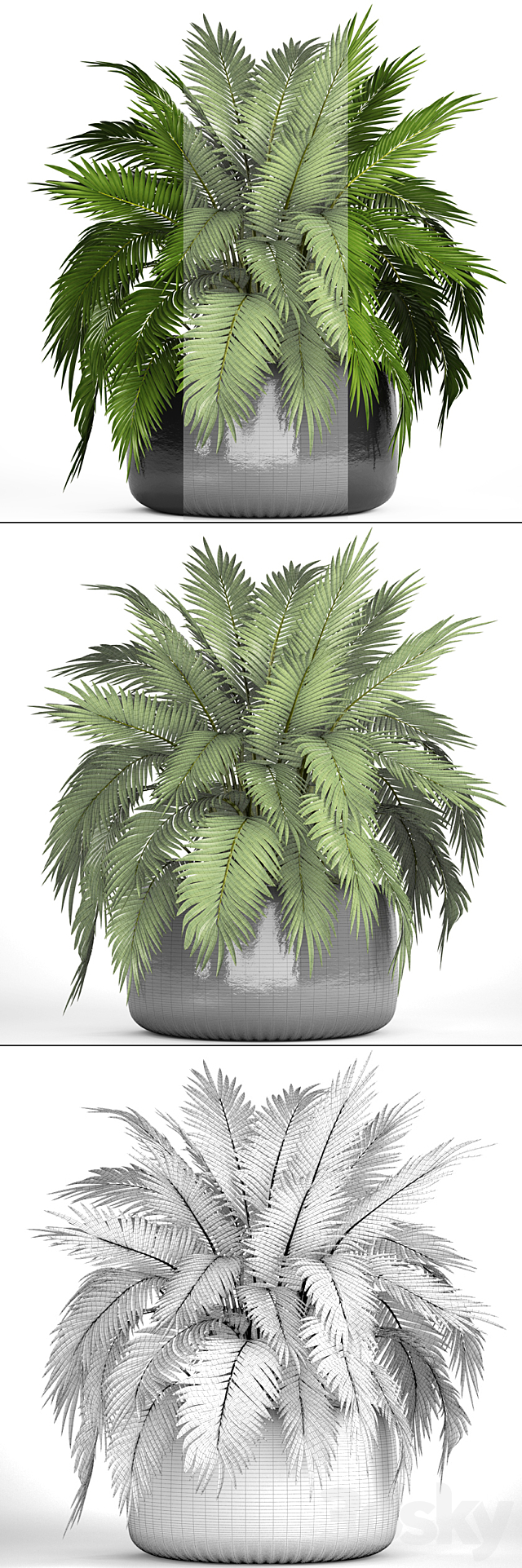 Chamaedorea cataractarum. Hamedorea. bush. palm tree. outdoor pot. flowerpot. leaves. cycas 3DSMax File - thumbnail 3