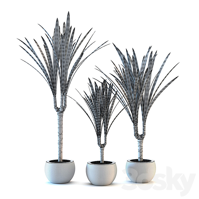 Dracaena fringed 3d