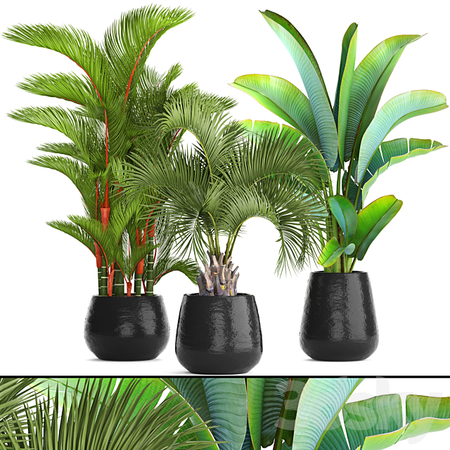 Collection of plants 84. Cyrtostakhis. dipsis. palm tree. pot. flowerpot. interior. exotic. outdoor. Ravenala. banana. butia. strelitzia 3DSMax File - thumbnail 1