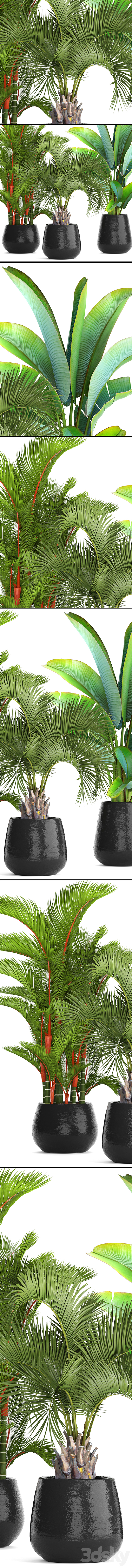 Collection of plants 84. Cyrtostakhis. dipsis. palm tree. pot. flowerpot. interior. exotic. outdoor. Ravenala. banana. butia. strelitzia 3DSMax File - thumbnail 2