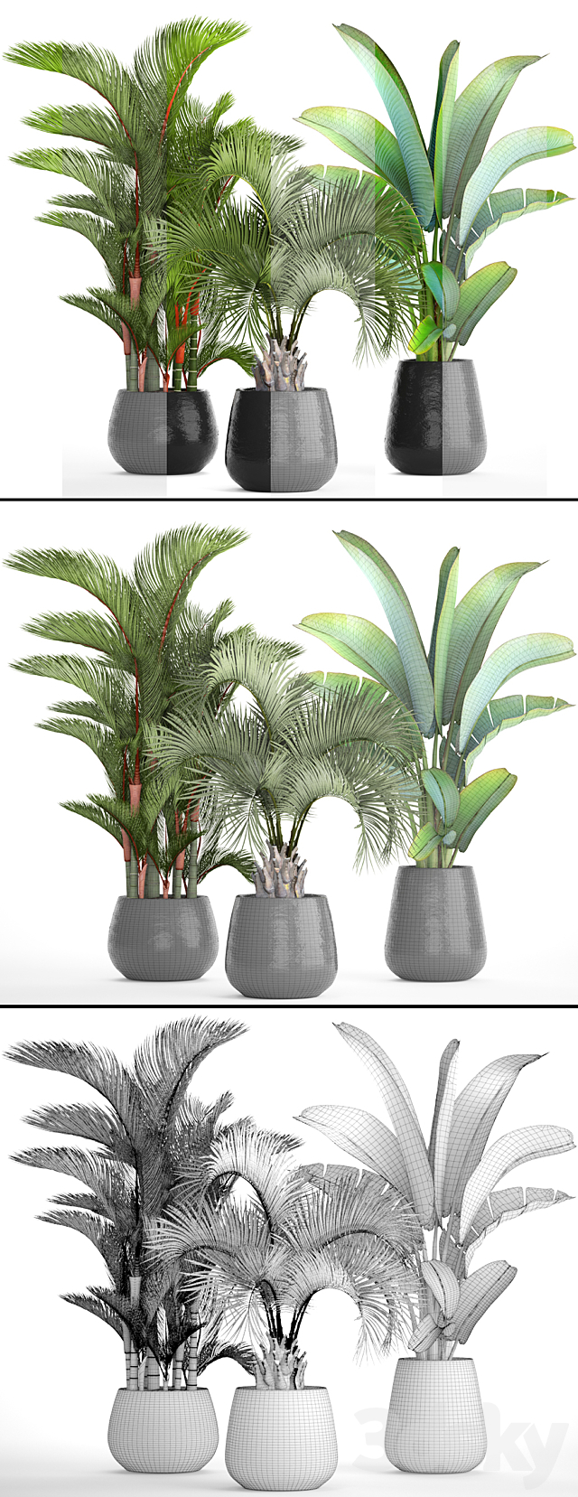 Collection of plants 84. Cyrtostakhis. dipsis. palm tree. pot. flowerpot. interior. exotic. outdoor. Ravenala. banana. butia. strelitzia 3DSMax File - thumbnail 3