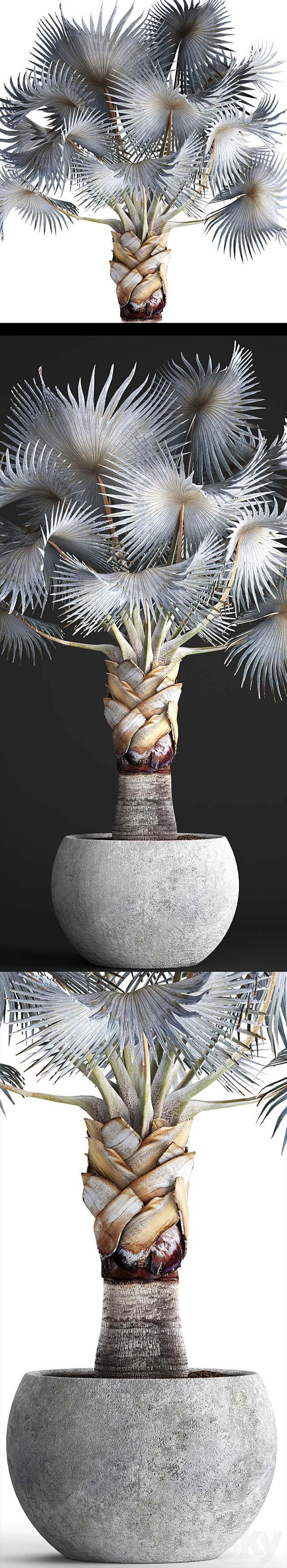 Palm Bismarckia nobilis Blue. fan palm. brachea. bismarckia. palm tree in a vase. pot. decorative. outdoor. blue palm. concrete 3d