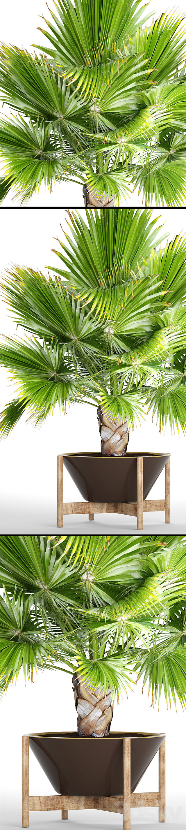 Brahea edulis 2. fan palm. brachea. bismarckia. palm tree in a flowerpot. pot. decorative. outdoor. blue palm 3d