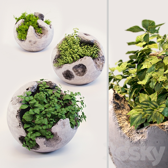 Round concrete pots with plants 3DSMax File - thumbnail 1