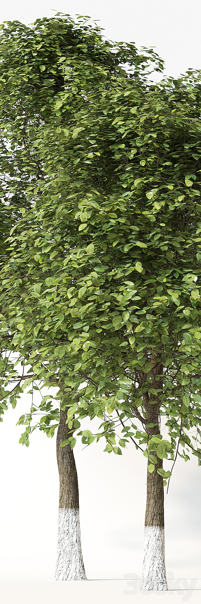 Trees 2 3d