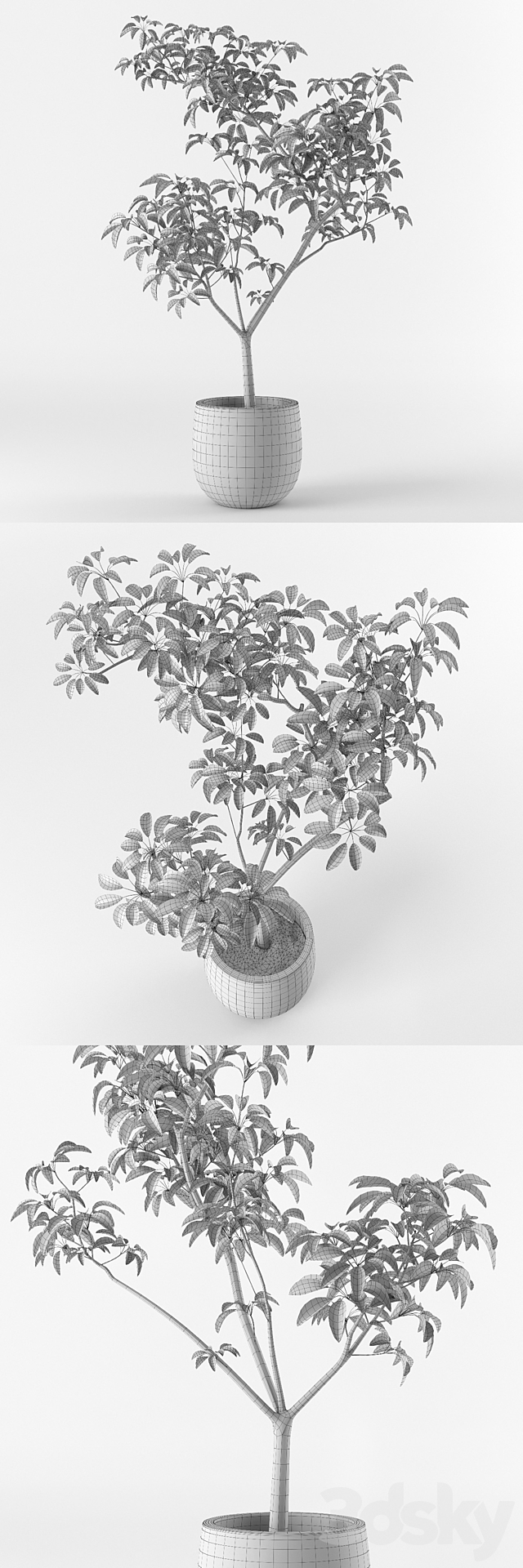 Small tree in pot 3DSMax File - thumbnail 3